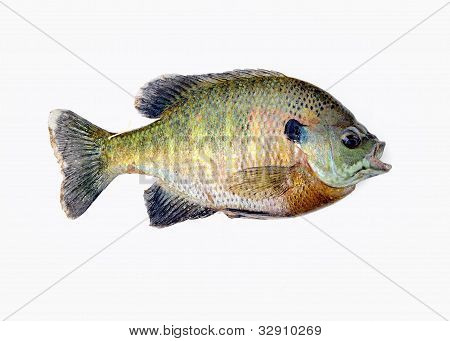 Klumpfisk