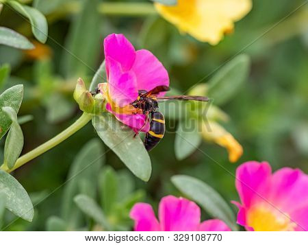 A Japanese Species Of Parancistrocerus Potter Wasp Feeds From Flowers In A Garden In Tachikawa, Japa