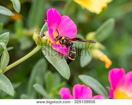 A Japanese Species Of Parancistrocerus Potter Wasp Feeds From Flowers In A Garden In Tachikawa, Japa