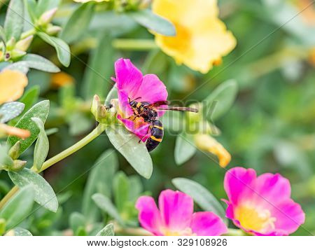 A Japanese Species Of Parancistrocerus Potter Wasp Feeds From Flowers In A Garden In Tachikawa, Japa