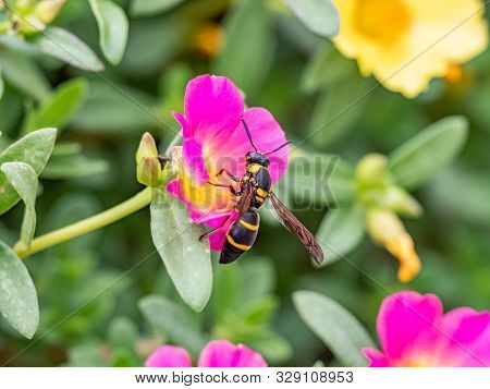 A Japanese Species Of Parancistrocerus Potter Wasp Feeds From Flowers In A Garden In Tachikawa, Japa