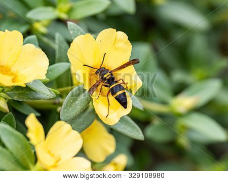 A Japanese Species Of Parancistrocerus Potter Wasp Feeds From Flowers In A Garden In Tachikawa, Japa
