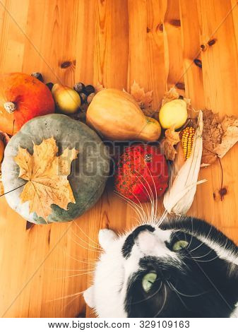 Cute Cat Sitting On Wooden Table With Pumpkins, Autumn Leaves, Apples, Pears, Corn, Nuts And Chestnu