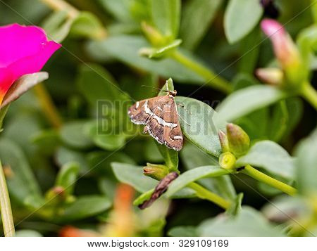 A Small Beet Webworm Moth, Spoladea Recurvalis, Rests On The Leaves Of Flowers Planted In A Japanese