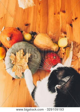 Cute Cat Sitting On Wooden Table With Pumpkins, Autumn Leaves, Apples, Pears, Corn, Nuts And Chestnu
