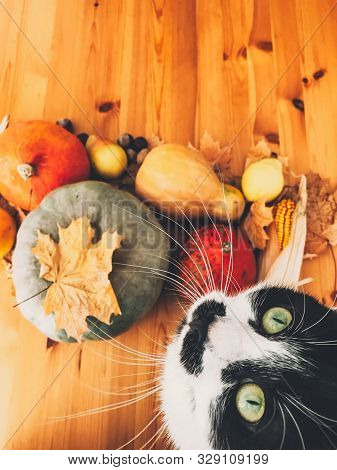 Cute Cat Sitting On Wooden Table With Pumpkins, Autumn Leaves, Apples, Pears, Corn, Nuts And Chestnu