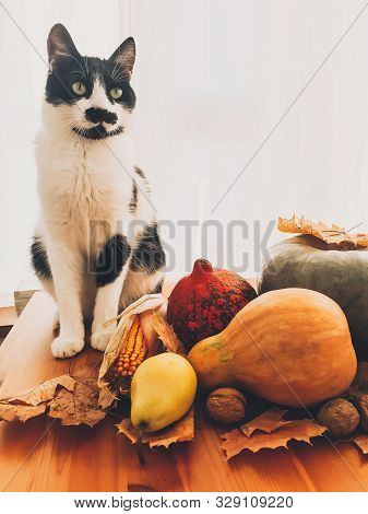 Cute Cat Sitting On Wooden Table With Pumpkins, Autumn Leaves, Apples, Pears, Corn, Nuts And Chestnu
