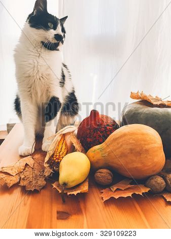 Cute Cat Sitting On Wooden Table With Pumpkins, Autumn Leaves, Apples, Pears, Corn, Nuts And Chestnu