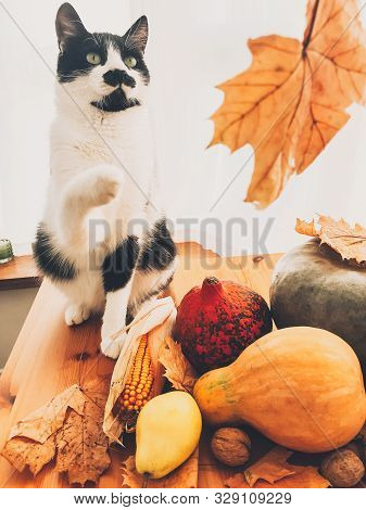 Cute Cat Playing On Wooden Table With Pumpkins, Autumn Leaves, Apples, Pears, Corn, Nuts And Chestnu
