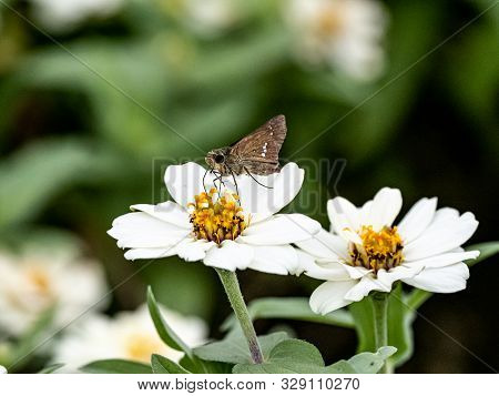 A Common Straight Swift Butterfly, Parnara Guttata, Feed On Nectar From Flowers In A Japanese Flower