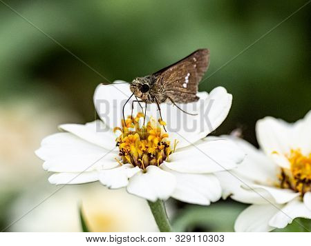 A Common Straight Swift Butterfly, Parnara Guttata, Feed On Nectar From Flowers In A Japanese Flower