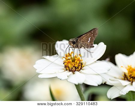 A Common Straight Swift Butterfly, Parnara Guttata, Feed On Nectar From Flowers In A Japanese Flower