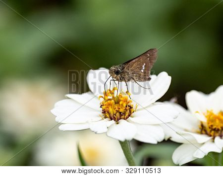 A Common Straight Swift Butterfly, Parnara Guttata, Feed On Nectar From Flowers In A Japanese Flower