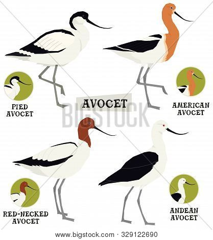 Birds Collection Avocet Birds Vector Illustration Isolated Object Set