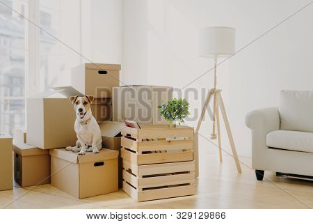 Photo Of Pedigree Cute Dog Poses On Pile Of Cardboard Boxes With Owner Belongings, Relocate In New F