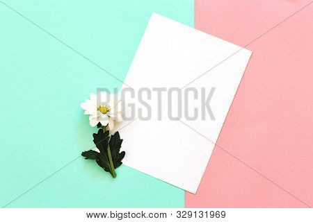 White Chrysanthemum With Copy Space On A Mint And Pink Background