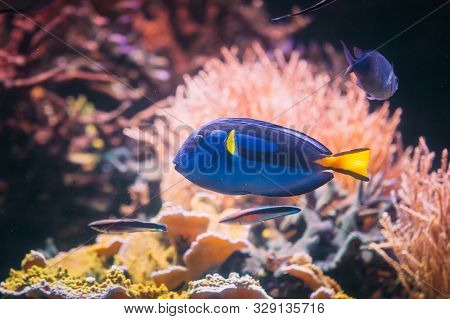 Blue Tang Fish Paracanthurus Hepatus Swimming In Water. Popular Fish In Marine Aquarium, Needs A Lar