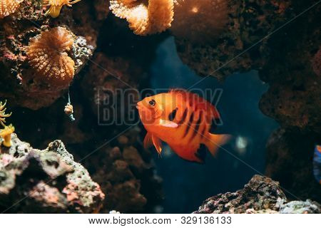 Flame Angelfish, Flame Angel Fish, Flame Angel Or Centropyge Loricula Swimming In Aquarium.