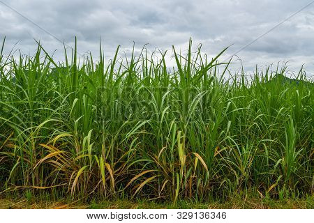 Sugar Farm With Incoming Raining Storm