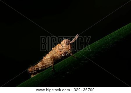 Brown Grasshopper