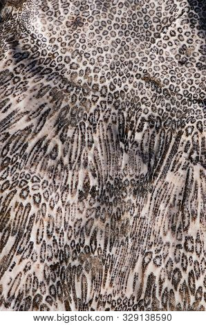 Natural Drawing Of Coastal Coral Stone. Natural Abstract Texture.