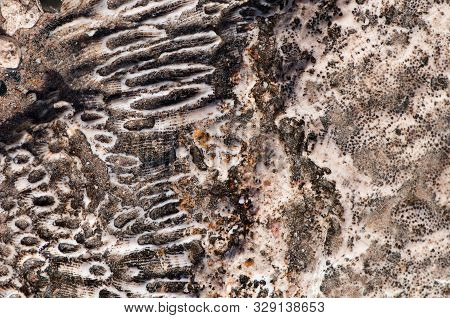 Natural Drawing Of Coastal Coral Stone. Natural Abstract Texture.