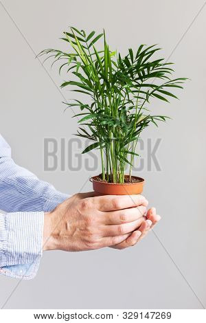 Beautiful Green Indoor Dypsis Flower In A Pot In Male Hands On A White Wall Background