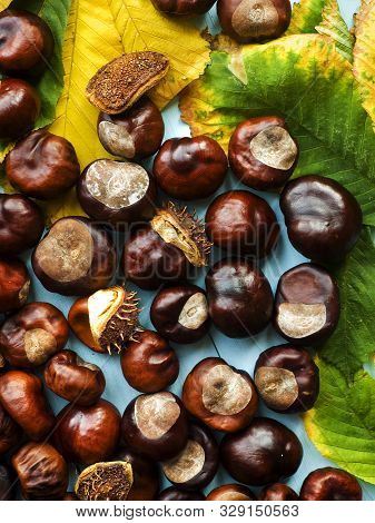 Horse Chestnut Conkers