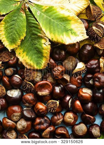 Horse Chestnut Conkers