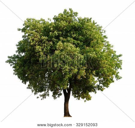 Isolated Single Tree