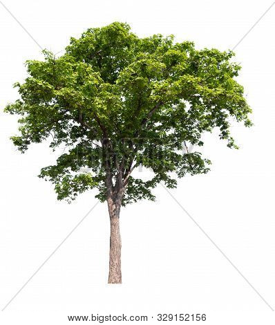 Isolated Single Tree