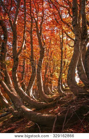 Beautiful Autumn Landscape With Red Beech Trees On Sunny Day. Colorful Foliage In The Park. Falling 
