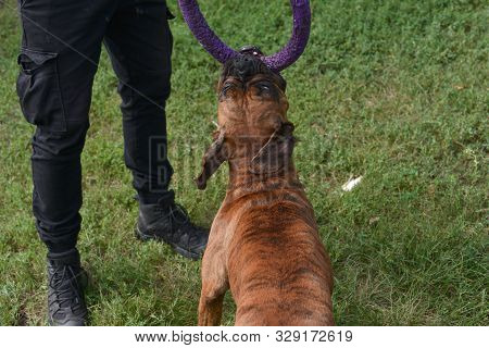 Summer Outdoors Portrait Of Geman Boxer Dog On Hot Sunny Day. Brown Tiger With Brindle Colored Boxer