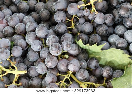 Background Of Red Grapes After The Harvest