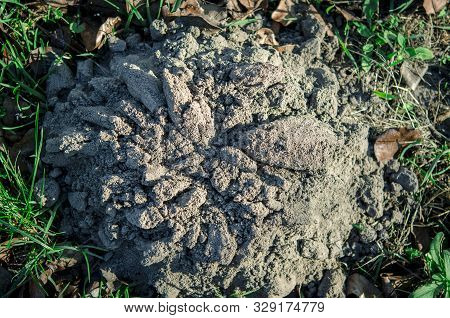 Garden Pests. The Consequences Of Meek Moves. The Hill Of Land That Made The Mole In The Garden