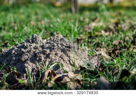 Garden Pests. The Consequences Of Meek Moves. The Hill Of Land That Made The Mole In The Garden