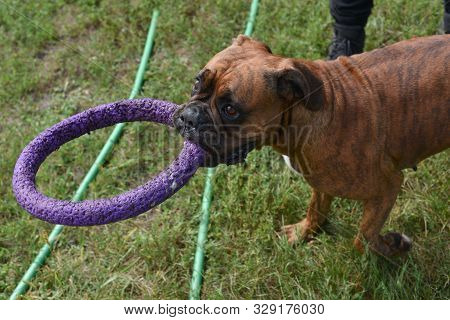 Summer Outdoors Portrait Of Geman Boxer Dog On Hot Sunny Day. Brown Tiger With Brindle Colored Boxer