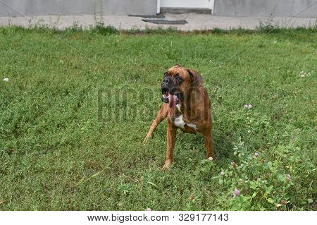 Summer Outdoors Portrait Of Geman Boxer Dog On Hot Sunny Day. Brown Tiger With Brindle Colored Boxer