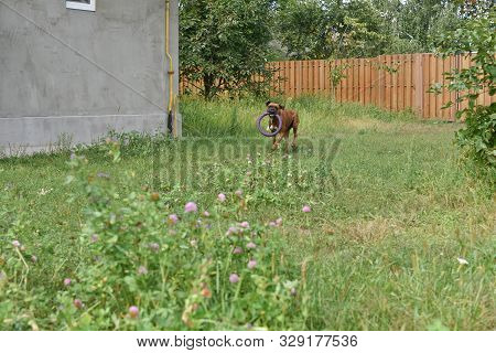 Summer Outdoors Portrait Of Geman Boxer Dog On Hot Sunny Day. Brown Tiger With Brindle Colored Boxer