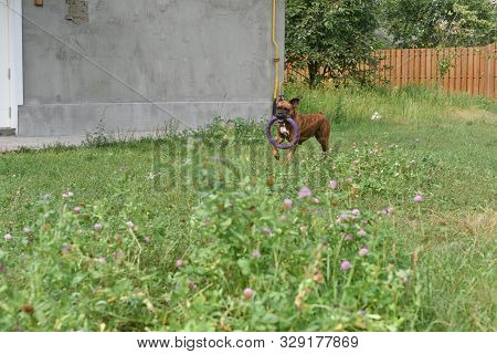 Summer Outdoors Portrait Of Geman Boxer Dog On Hot Sunny Day. Brown Tiger With Brindle Colored Boxer