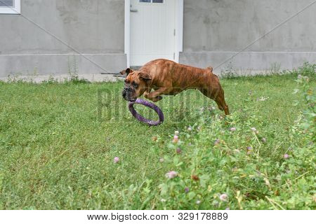 Summer Outdoors Portrait Of Geman Boxer Dog On Hot Sunny Day. Brown Tiger With Brindle Colored Boxer