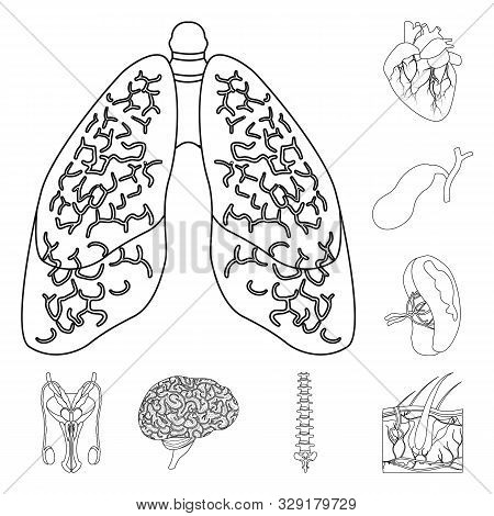 Vector Illustration Of Body And Human Icon. Set Of Body And Medical Vector Icon For Stock.