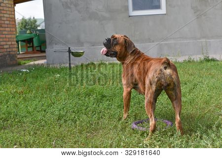 Summer Outdoors Portrait Of Geman Boxer Dog On Hot Sunny Day. Brown Tiger With Brindle Colored Boxer
