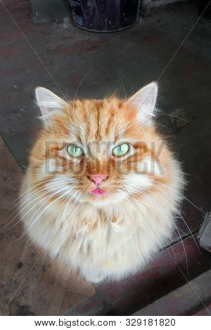 Ginger Fluffy Cat Sitting On The Floor And Shows A Tongue
