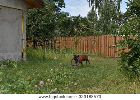 Summer Outdoors Portrait Of Geman Boxer Dog On Hot Sunny Day. Brown Tiger With Brindle Colored Boxer