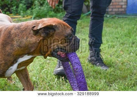 Summer Outdoors Portrait Of Geman Boxer Dog On Hot Sunny Day. Brown Tiger With Brindle Colored Boxer
