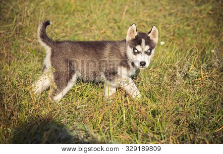 Puppies Breed Siberian Husky Black And White Gray.