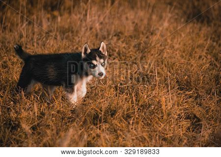 Puppies Breed Siberian Husky Black And White Gray.