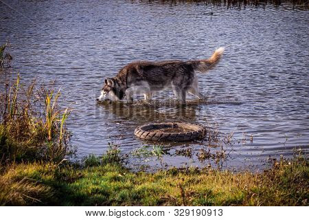 Adult And Large Dog Breed Siberian Husky For A Walk