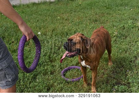 Summer Outdoors Portrait Of Geman Boxer Dog On Hot Sunny Day. Brown Tiger With Brindle Colored Boxer